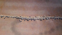 <p>Sheep eat grain dropped in a drought-affected paddock on a property located on the outskirts of Tamworth, in New South Wales, Australia, June 2, 2018. (Photo: David Gray/Reuters) </p>