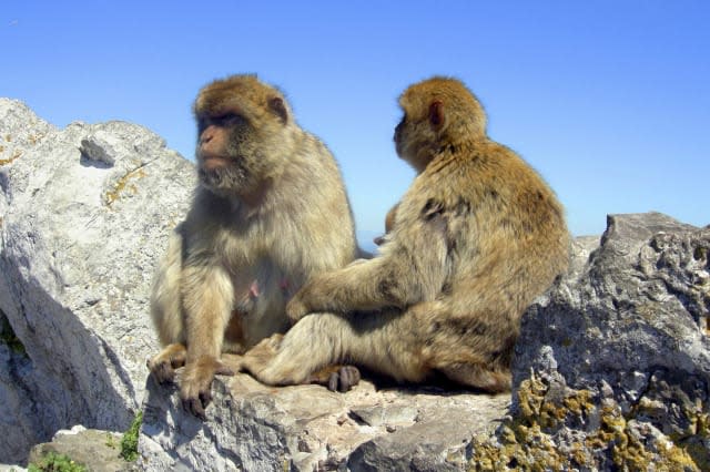 Barbary Macaques on Gibraltar rock