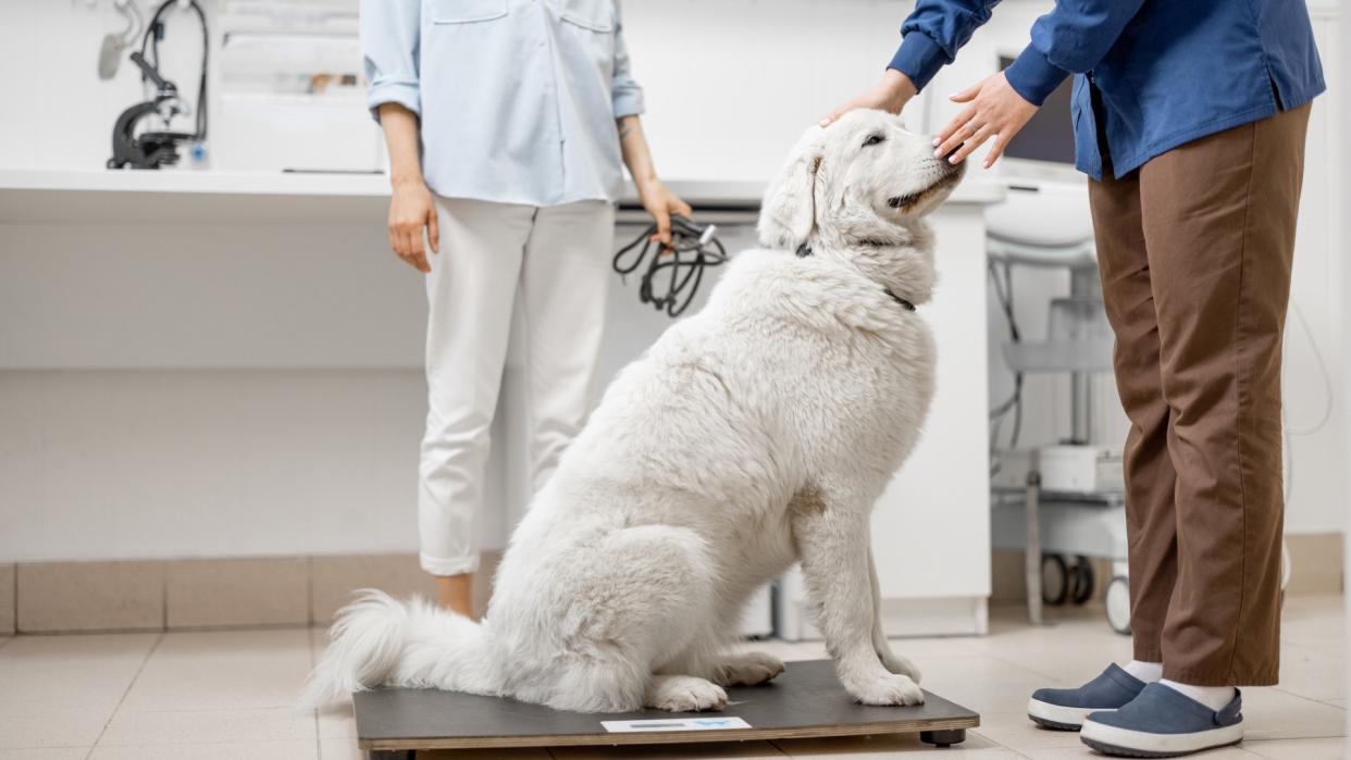 a white retriever sits on a scale at the vet clinic