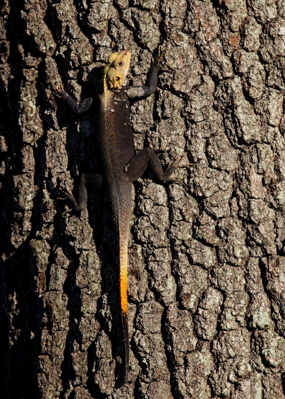 An African agama lizard sits in the sun on the trunk of a tree in South Fort Myers near Pine Ridge Road and San Carlos Boulevard recently. The lizards are not native to Southwest Florida.  