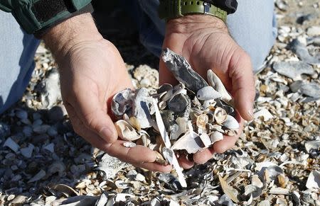 Sean Cornell, a field geologist who carries out research on and around Wallops Island, picks up seashells during a visit to the island in Virginia, on October 24, 2013. REUTERS/Kevin Lamarque