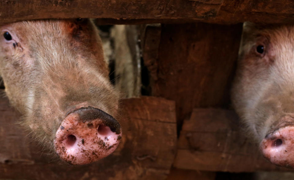 A pair of pigs owned by Christine Manirafasha, 26, and her husband, Jean Claude Niyibizi, 30, rest in their yard in Gakenke, Rwanda on November 16, 2017. The couple are the recipients of an Oxfam biogas digester, and Manirafasha says it is easier and quicker to cook with biogas, since smoke had become a problem while cooking with wood. Her only adjustment, she adds, was to remember to turn the gauge to the off position. Having the digester has also allowed her to develop other activities, like a chicken farm and tailoring business. (Photograph by Yana Paskova) 