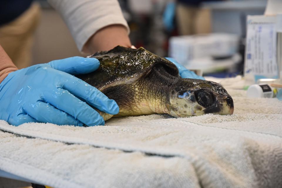 Spunky, a critically endangered Kemp's ridley sea turtle, receives care upon his arrival at Mystic Aquarium in November. He was released back to the wild in June.