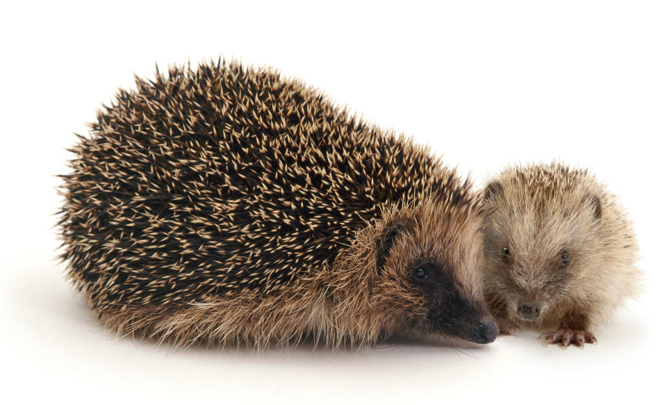 <p>Mother and baby European hedgehog. (Warren Photographic/Mercury Press) </p>