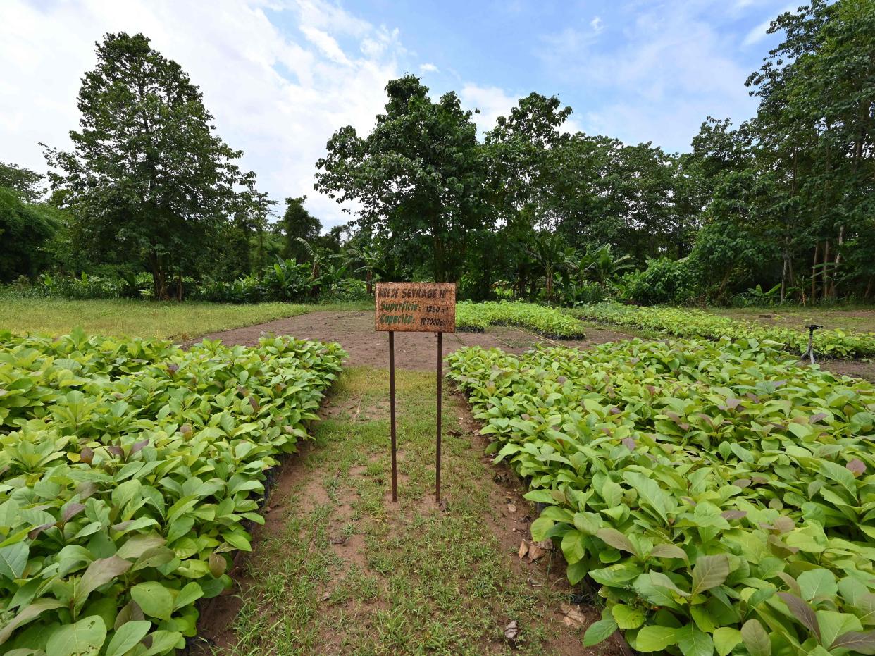 A general view of cuttings for reforestation in the classified forest of Tene near Oumé, south western region in Ivory Coast, on May 19, 2021.  (AFP via Getty Images)