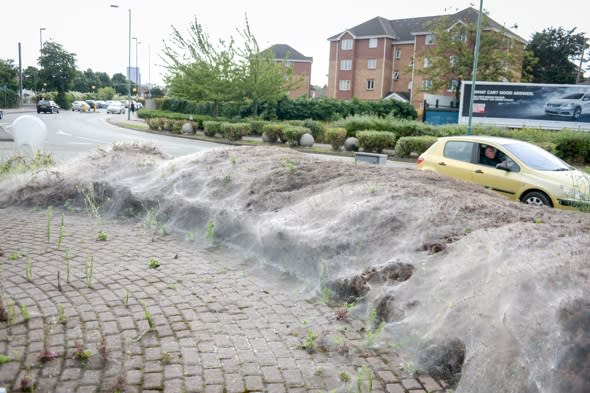 Giant caterpillar cobweb covers London roundabout