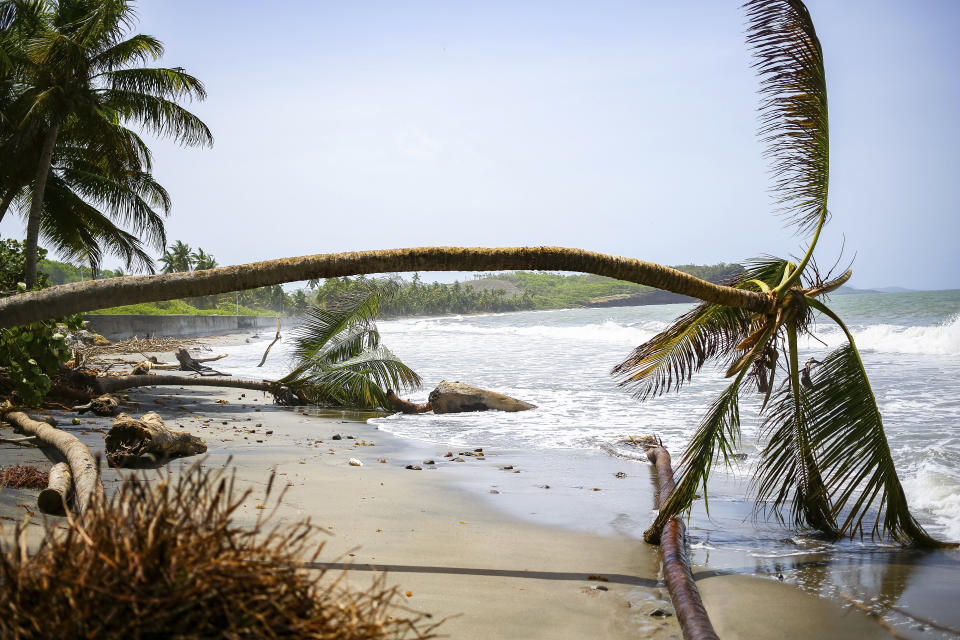 Palmeras tendidas en la playa tras el paso del huracán Beryl, el martes 2 de julio de 2024, en St. Patrick, Granada. (AP Foto/Haron Forteau)