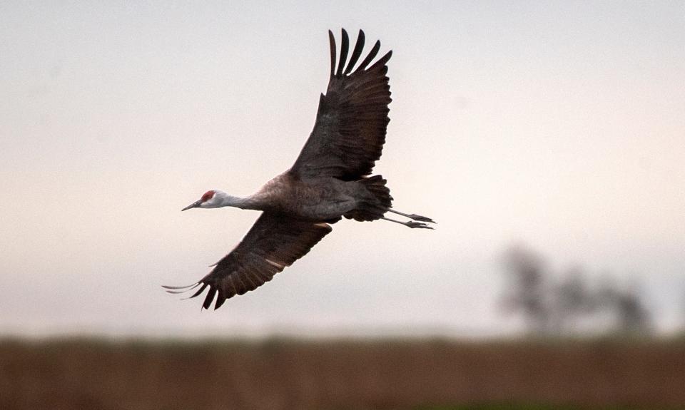 The Mississippi Sandhill Crane National Wildlife Refuge offers two hiking trails, but it's rare to get a glimpse of the critically endangered birds.