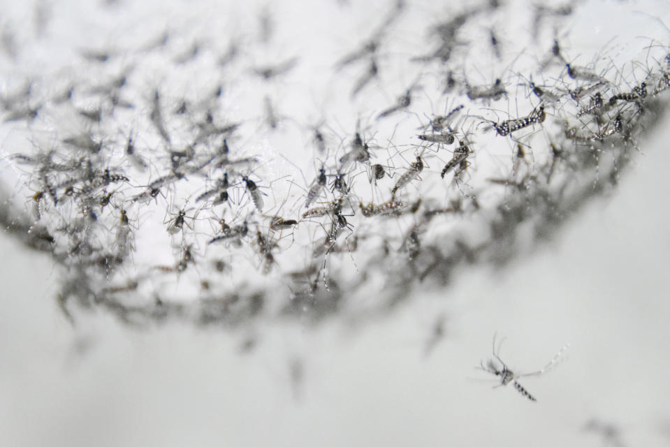 This July 13, 2019 photo provided by Guangzhou Wolbaki Biotech shows male Aedes albopictus mosquitoes in a container at the company's lab in Guangzhou, China, prepared for release. Researchers zapped the insects with a small dose of radiation and infected them with a virus-fighting bacterium called Wolbachia. Males and female mosquitoes with different types of Wolbachia won’t have young that survive. So researchers intentionally infect males with a strain not found in the area and then release the insects. (Guangzhou Wolbaki Biotech via AP)