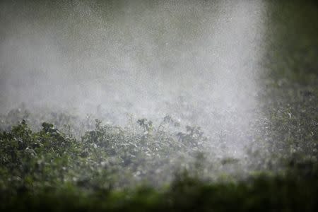 Crops are watered at an agricultural field in the Hula Valley, northern Israel October 23, 2017. REUTERS/Amir Cohen