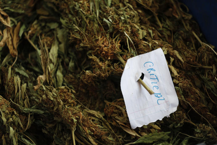 A sheet of paper that reads "Critical" classifies a variety of marijuana as it is cleaned and weighed outside a home in the mountains surrounding Badiraguato, Sinaloa state, Mexico, Tuesday, April 6, 2021. As the government moves to legalize marijuana, farmers in Sinaloa’s mountains are focusing on higher-quality strains that still fetch a higher price or continue to grow marijuana and opium poppy, hoping at least one of the crops will keep them afloat while some have stopped growing it all together. (AP Photo/Eduardo Verdugo)