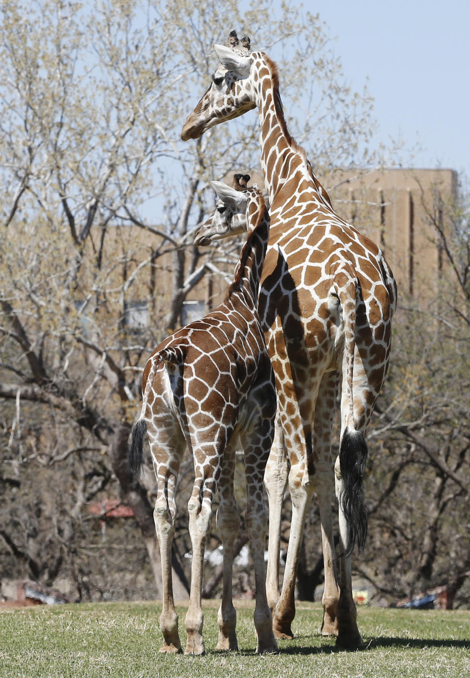 Six-month-old Kyah, a giraffe at the Oklahoma City Zoo, stands next to her mother, Ellie, at the zoo in Oklahoma City, Friday, April 4, 2014. Kyah will undergo surgery at Oklahoma State University to repair a vessel in her heart that has wrapped around her esophagus, making it difficult for her to eat solid foods, at a time when her mother is trying to wean her. (AP Photo/Sue Ogrocki)