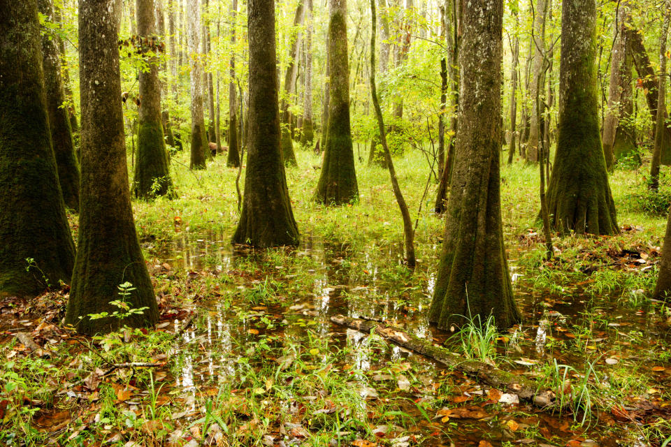 A swampy and lush forest of hardwood trees in Congaree national park.