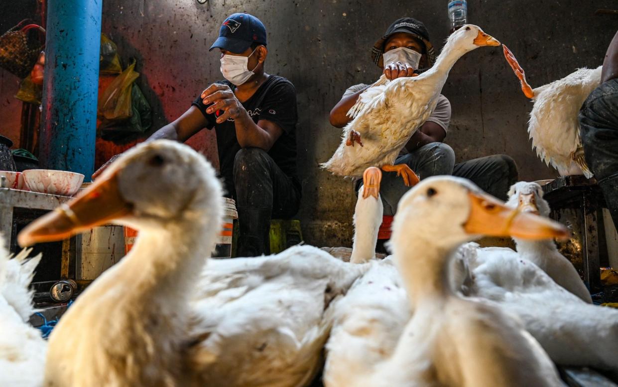 Bird flu vaccine Cambodia health security science ducks avian influenza - Tang Chhin Sothy/AFP via Getty Images