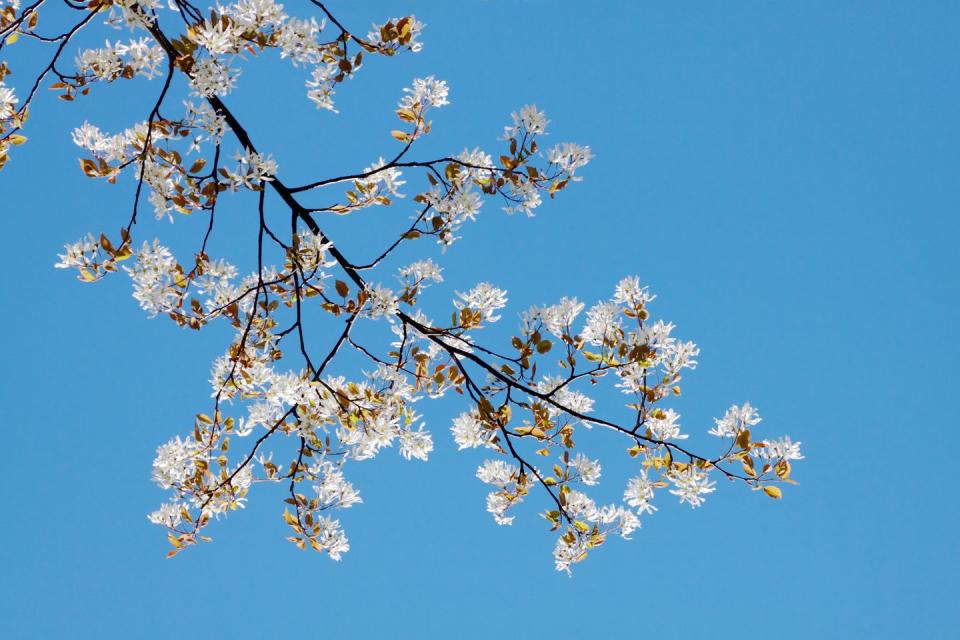 serviceberry blossoms