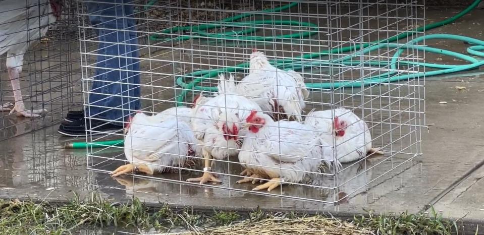 Some chickens at the Greene County Fair perished in excessive heat and humidity Wednesday, Aug. 3, 2022. These chickens were being given lots of water Wednesday evening.
