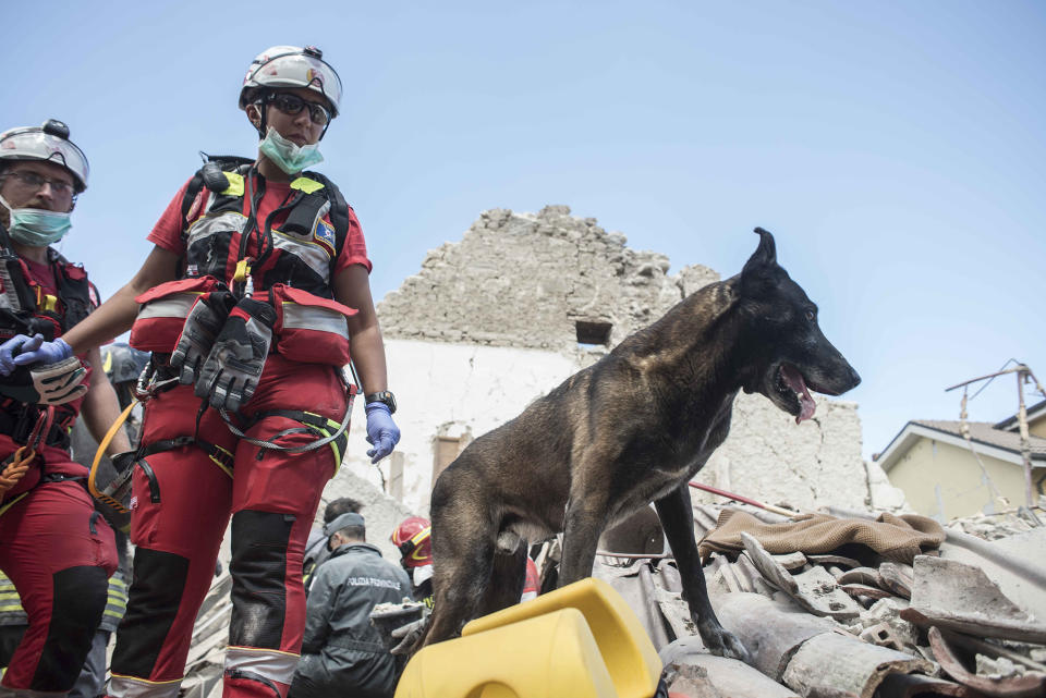 <p>A dog of rescuers team search for victims in a destroyed building destroyed by the earthquake on August 24, 2016 in Amatrice, Italy. (Roberto Silvino/NurPhoto via Getty Images) </p>