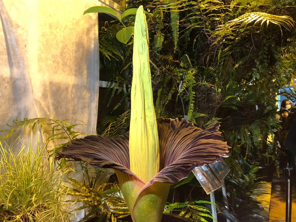 Photo of a corpse flower blooming in a rare moment at a botanical garden