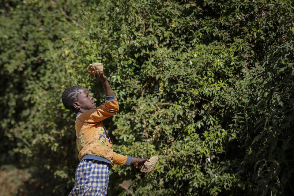A farmer's daughter throws a rock to chase away swarms of locusts from her crops in Elburgon, in Nakuru county, Kenya Wednesday, March 17, 2021. It's the beginning of the planting season in Kenya, but delayed rains have brought a small amount of optimism in the fight against the locusts, which pose an unprecedented risk to agriculture-based livelihoods and food security in the already fragile Horn of Africa region, as without rainfall the swarms will not breed. (AP Photo/Brian Inganga)