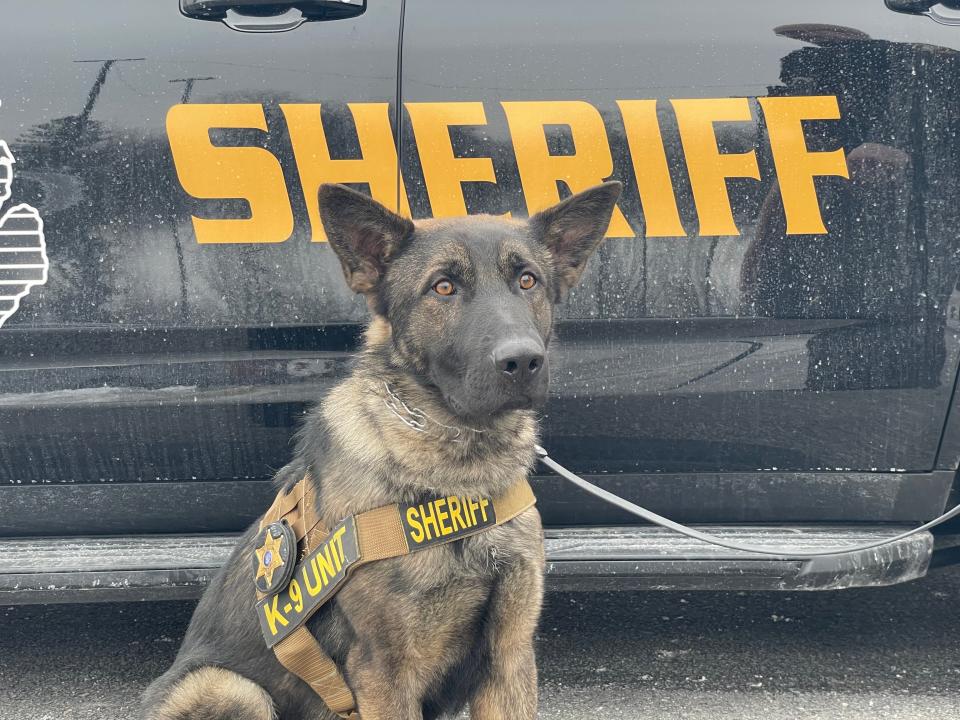 Brock, the newest police dog for the St. Clair County Sheriff's Department, on Feb. 6, 2023.