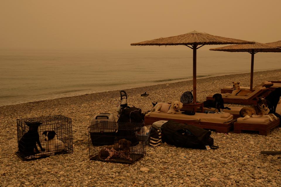 People and pets gather on the beach during a wildfire at Pefki village on Evia island, about 118 miles north of Athens, Greece, on Aug. 9. Firefighters and residents battled a massive forest fire on Greece's second-largest island, fighting to save what they could from flames that destroyed vast tracts of pristine forest, homes and businesses and sent thousands fleeing.