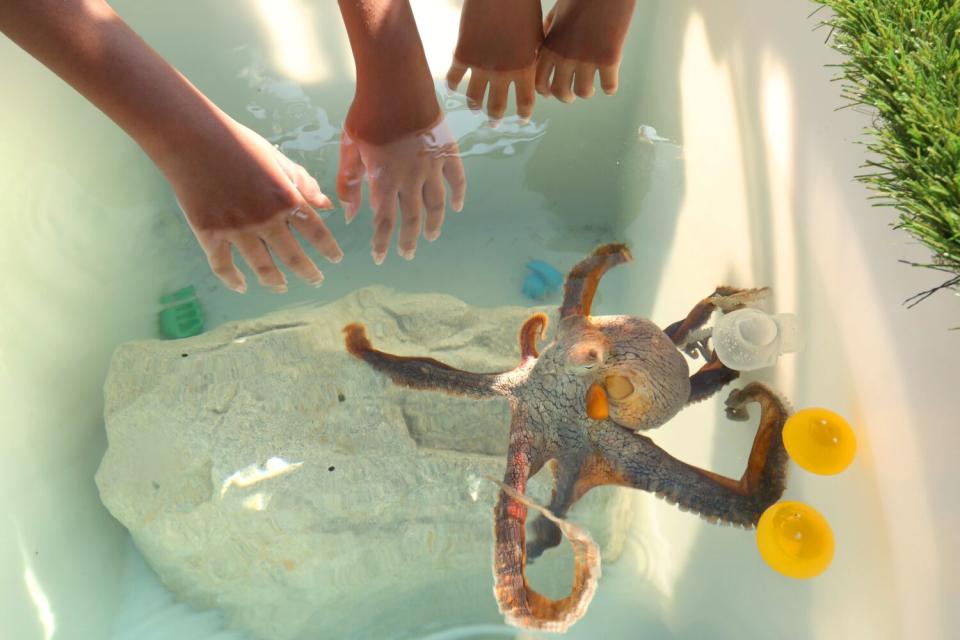 Two sets of hands reach into water where an octopus is below them.