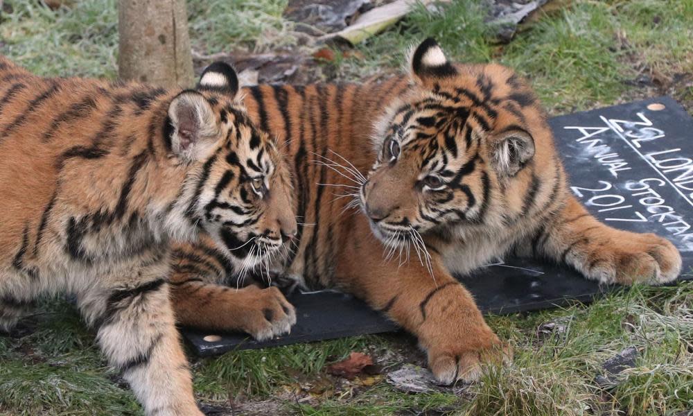 Sumatran tiger cubs at ZSL London Zoo.