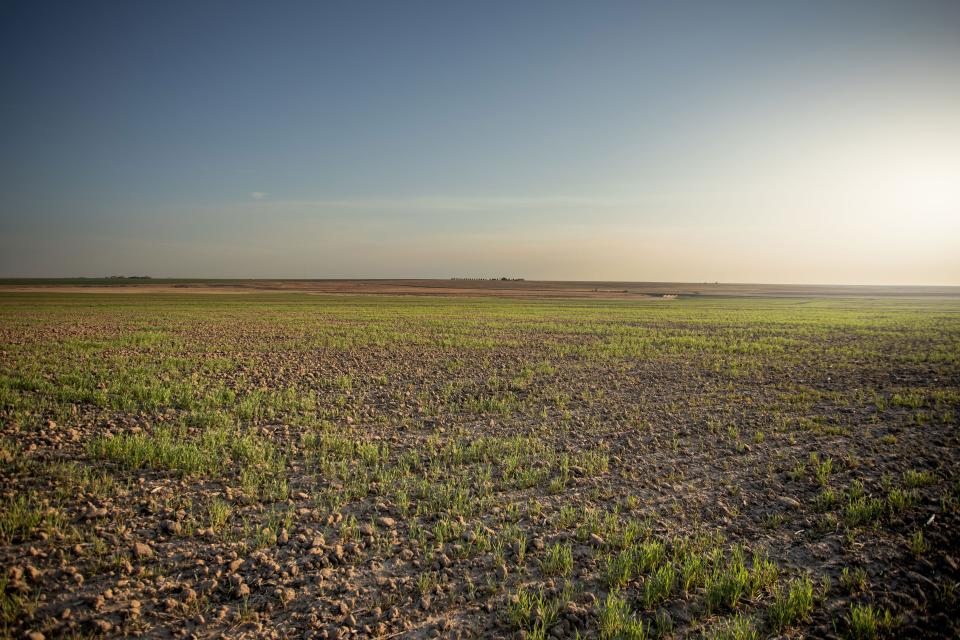 A drought-stressed wheat field in Kearny County near Lakin shows how scant rainfall in southwest Kansas is hampering production.