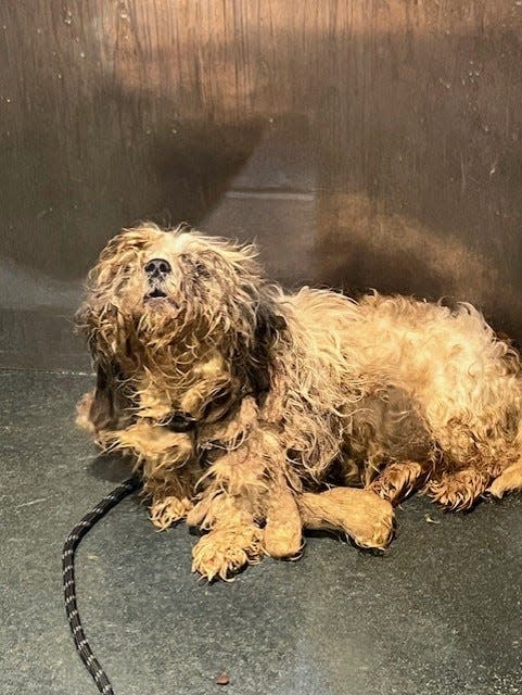 Here's what one of the dogs looked like when it came into the Rhode Island Society for the Prevention of Cruelty to Animals' care.