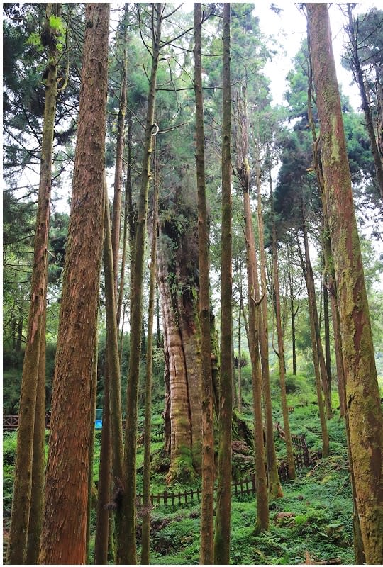 嘉義阿里山｜水山巨木