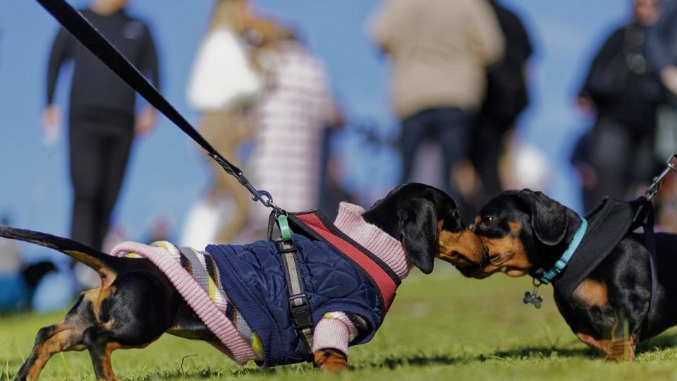 DOG WALK WORLD RECORD