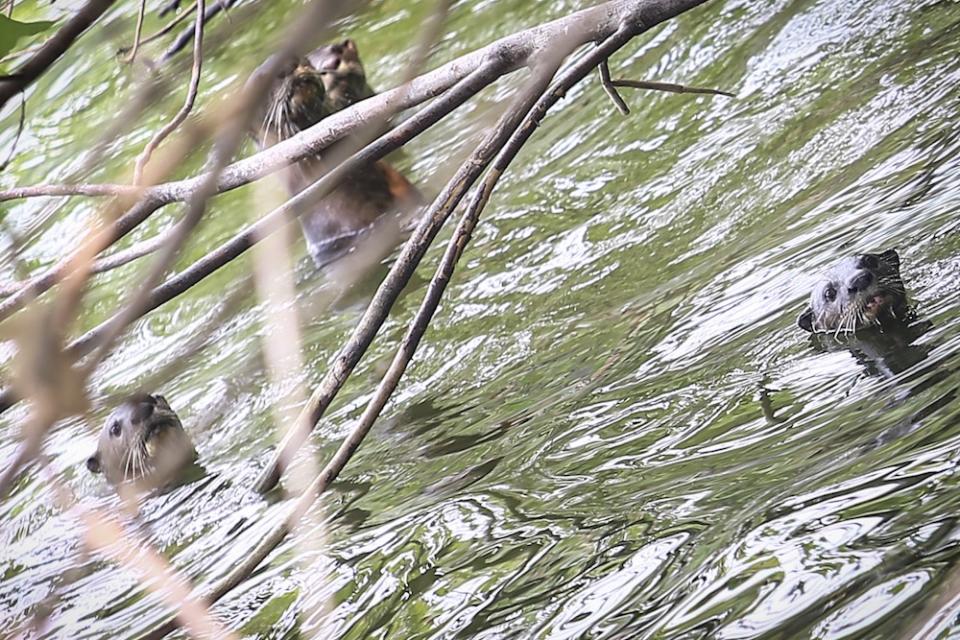 A group of otters is spotted in a lake at Taman Tasik Metropolitan Kepong. — Picture by Hari Anggara