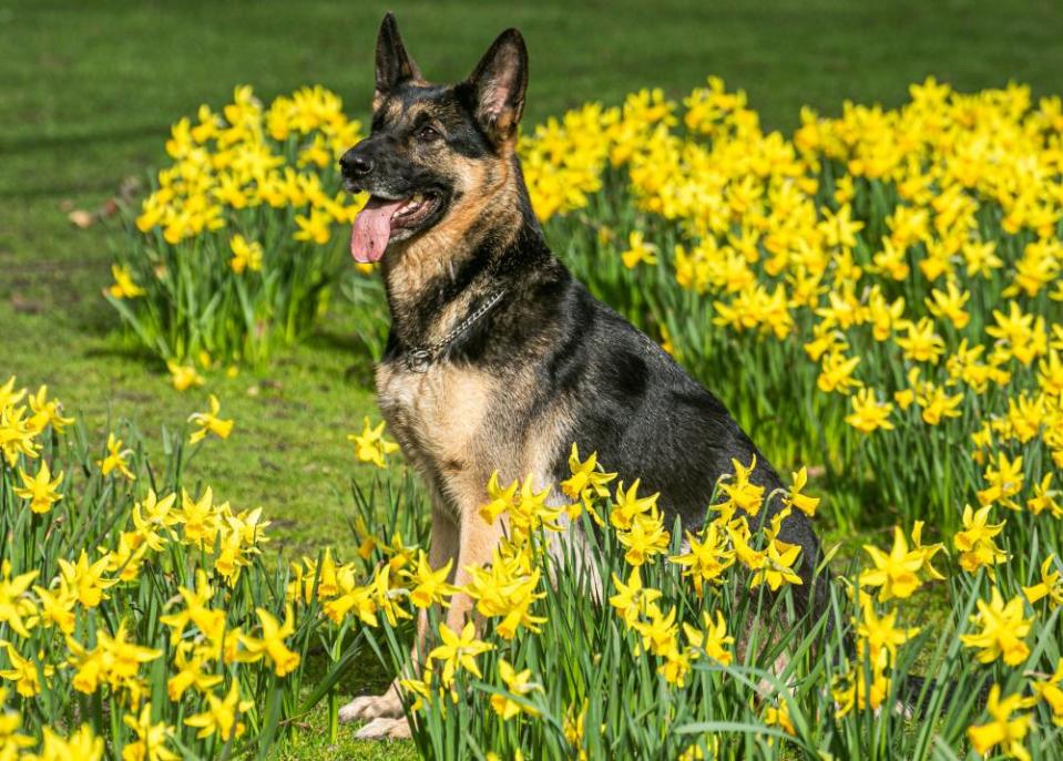 A German shepherd dog sits amid daffodils in the sunshine