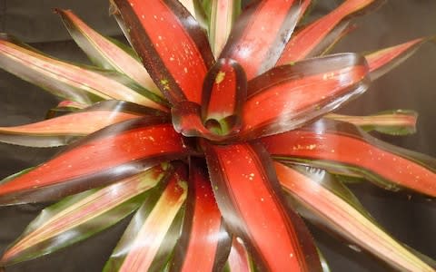 Neoregelia Pimiento