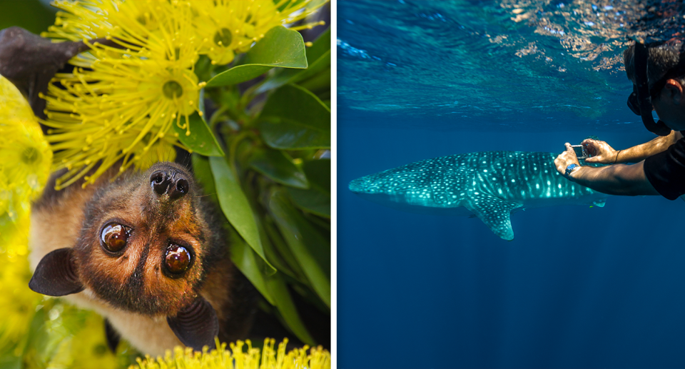 Conservation plans for spectacled flying foxes and whale sharks (pictured) do not adequately include the threat posed by climate change according to the report. Source: Getty