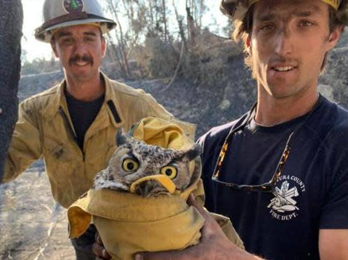 Bird was rescued as firefighters searched for 'hazard' trees damaged by fire and liable to fall on people or wildlife: Ventura County Fire Department