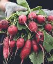 <p> Growing radishes couldn&apos;t be easier. And they&apos;re delicious too, offering a peppery spice and refreshing crunch to salads. </p> <p> &apos;You can sow radishes four weeks after the last frost and then throughout the summer,&apos; says GardenBuildingsDirect.co.uk. They&apos;ll be ready to harvest around a month after planting, so are ideal if you&apos;re after a quick and colorful crop for your beds or containers. </p>