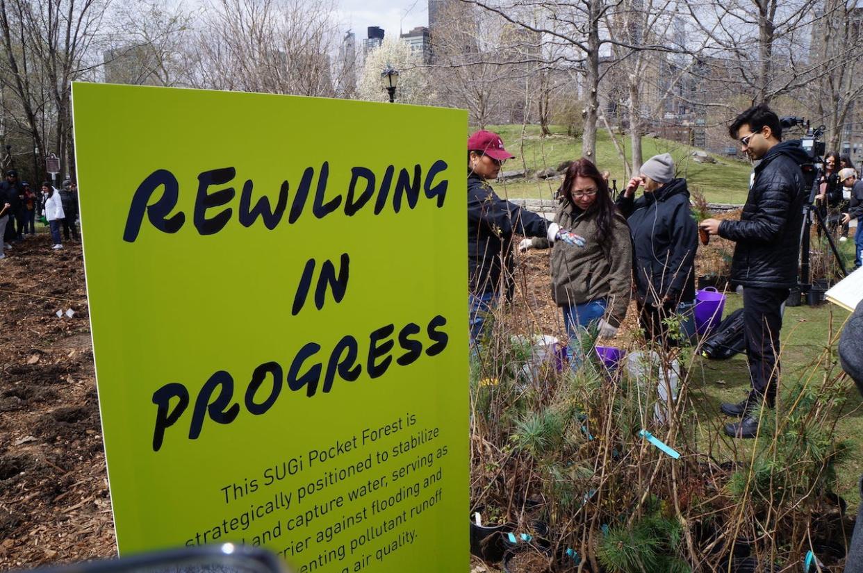 Volunteers begin planting a pocket forest in Roosevelt Island's Southpoint Park on April 6, 2024.