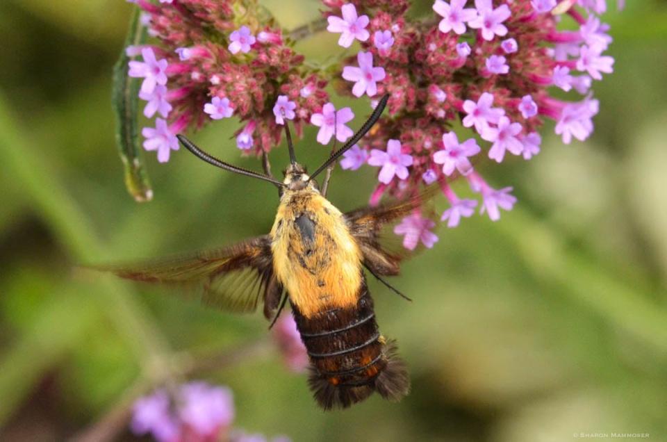 A day flying moth that looks like a hummingbird.