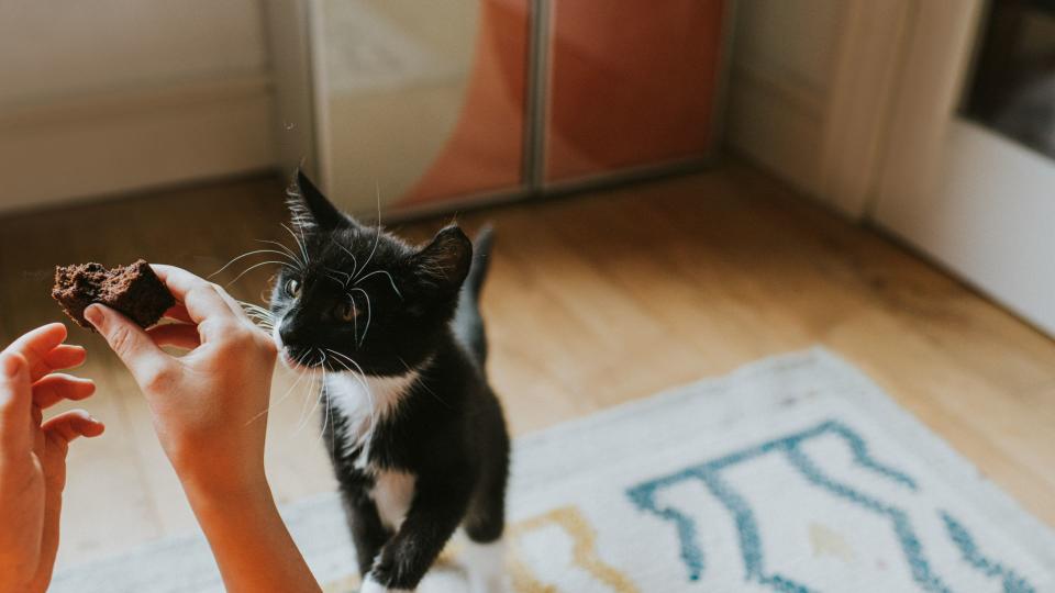 Kitten trying to eat owner's food