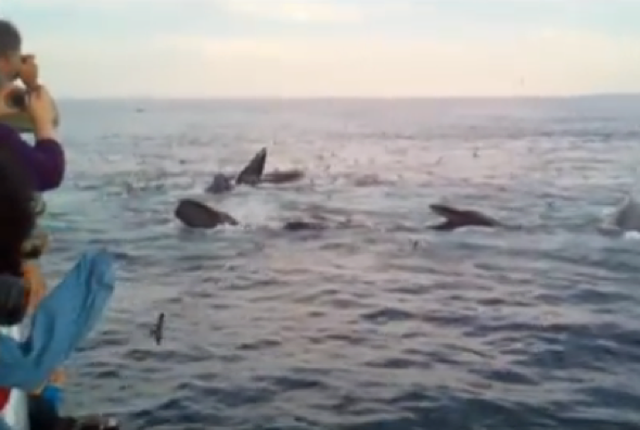 Woman screams excitedly while whale watching, video goes viral