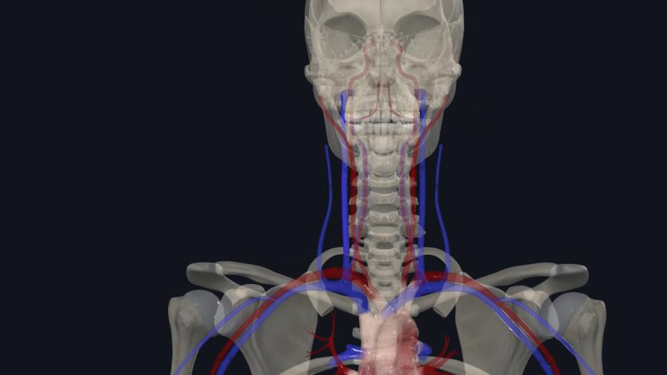 紅色的主動脈較近喉核，藍色的主靜脈則在外側，一旦傷及主動脈死亡率便會十分高。