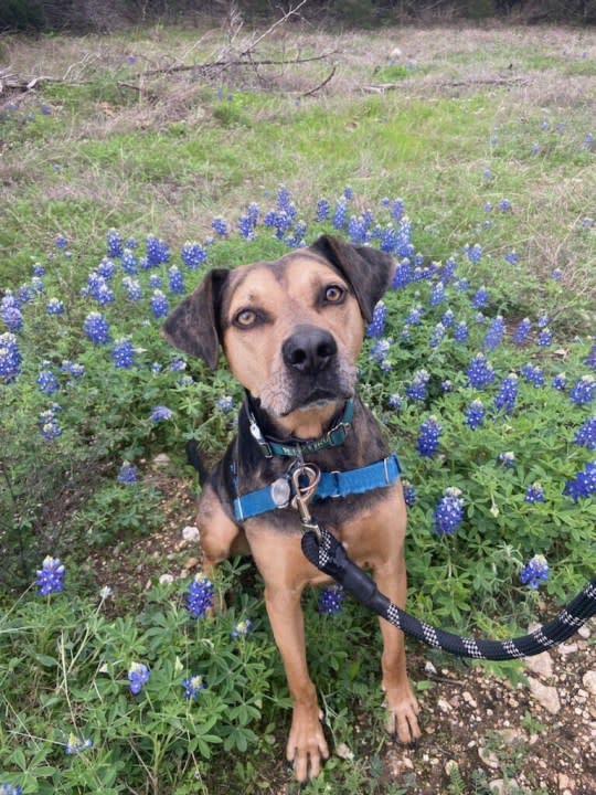 Kenji from Austin in the bluebonnets (Courtesy: Matthew Geyer)