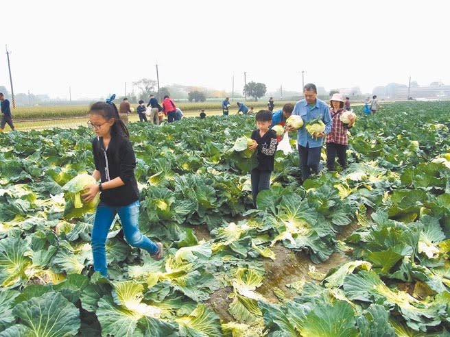 高麗菜採收賠本，雲林縣虎尾鎮農民開放自採每顆10元，呼籲政府管控高麗菜種苗量與進口量。（張朝欣攝）