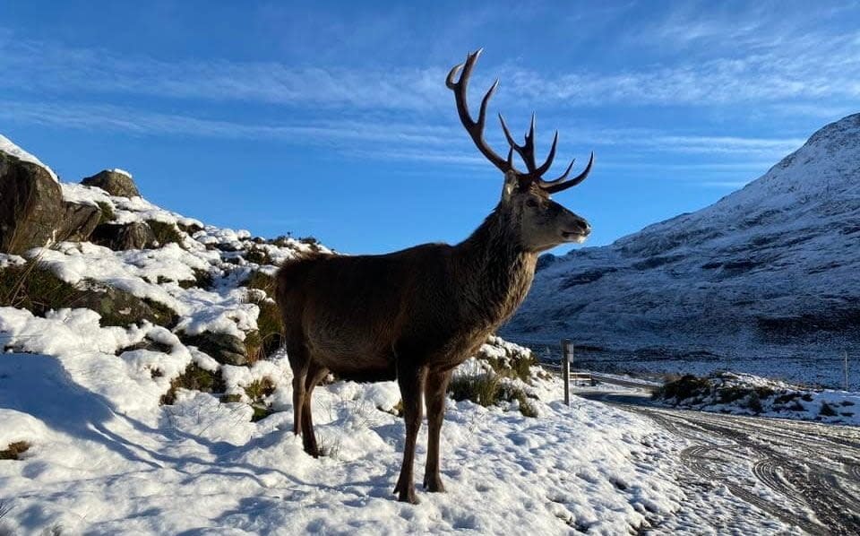 Callum the stag