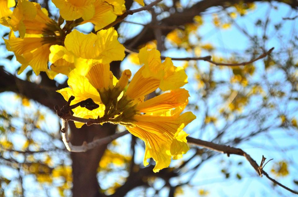 黃花風鈴木（Photo Credit: candystudio@pixabay.com, License CC0，圖片來源：https://pixabay.com/zh/photos/golden-wind-suzuki-flower-yellow-285885/）