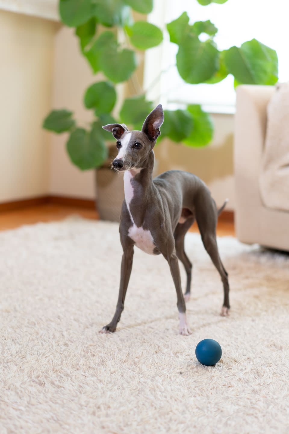 best small dog breeds italian greyhound