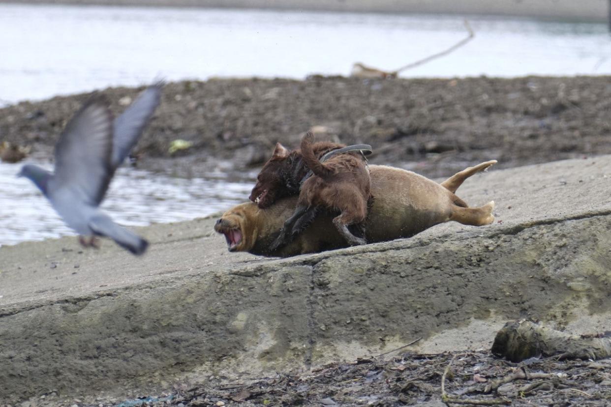 <p>La mujer que paseaba a un perro que mordió e hirió fatalmente a una popular foca del río Támesis llamada “Freddie Mercury” es una destacada abogada, según los informes</p> (Duncan Phillips)