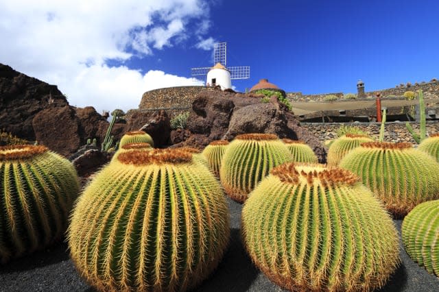 Cactus garden with windmill