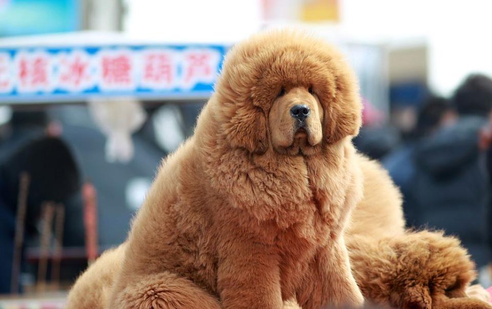 Tibetan Mastiff